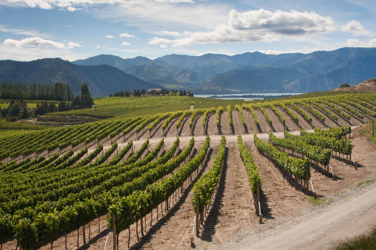 Chelan, Washington Vineyard