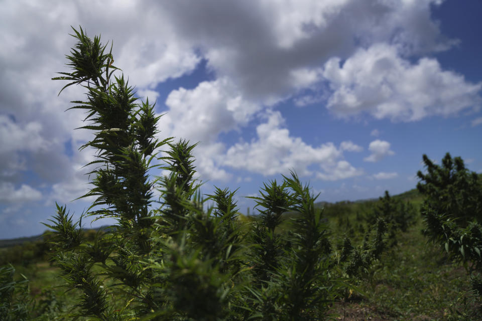 Marijuana plants blow in the wind on the Ras Freeman Foundation for the Unification of Rastafari farm and sacred grounds on Saturday, May 13, 2023, in Liberta, Antigua. The twin islands of Antigua and Barbuda recently became one of the first Caribbean nations to grant Rastafari authorization to grow and smoke their sacramental herb, which they believe brings them closer to the divine. (AP Photo/Jessie Wardarski)