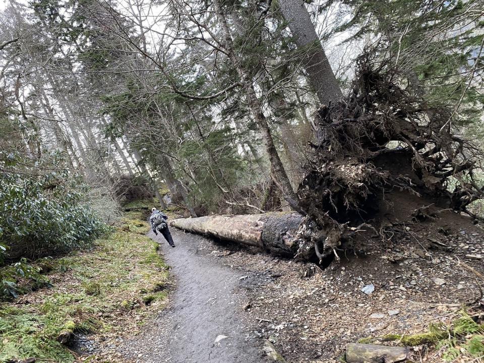 Alum Cave Trail