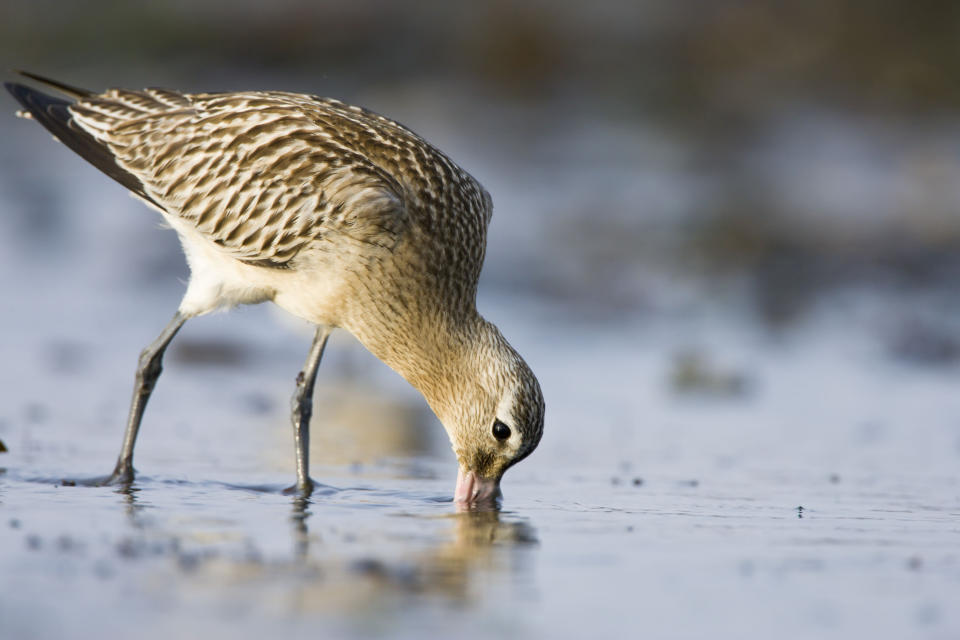 Bar-tailed Godwits have been spotted at Thompson Beach near Adelaide. Source: AAP, file image