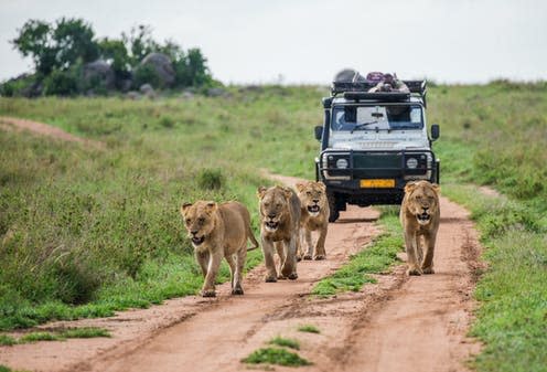 <span class="caption">Is intelligent life bad news for diversity?</span> <span class="attribution"><a class="link " href="https://www.shutterstock.com/image-photo/lionesses-walk-along-road-against-backdrop-785307232" rel="nofollow noopener" target="_blank" data-ylk="slk:GUDKOV ANDREY/Shutterstock;elm:context_link;itc:0;sec:content-canvas">GUDKOV ANDREY/Shutterstock</a></span>