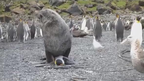 Por qué los lobos marinos acosan y violan a pingüinos