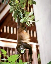 Monkey-watching in Nicaragua