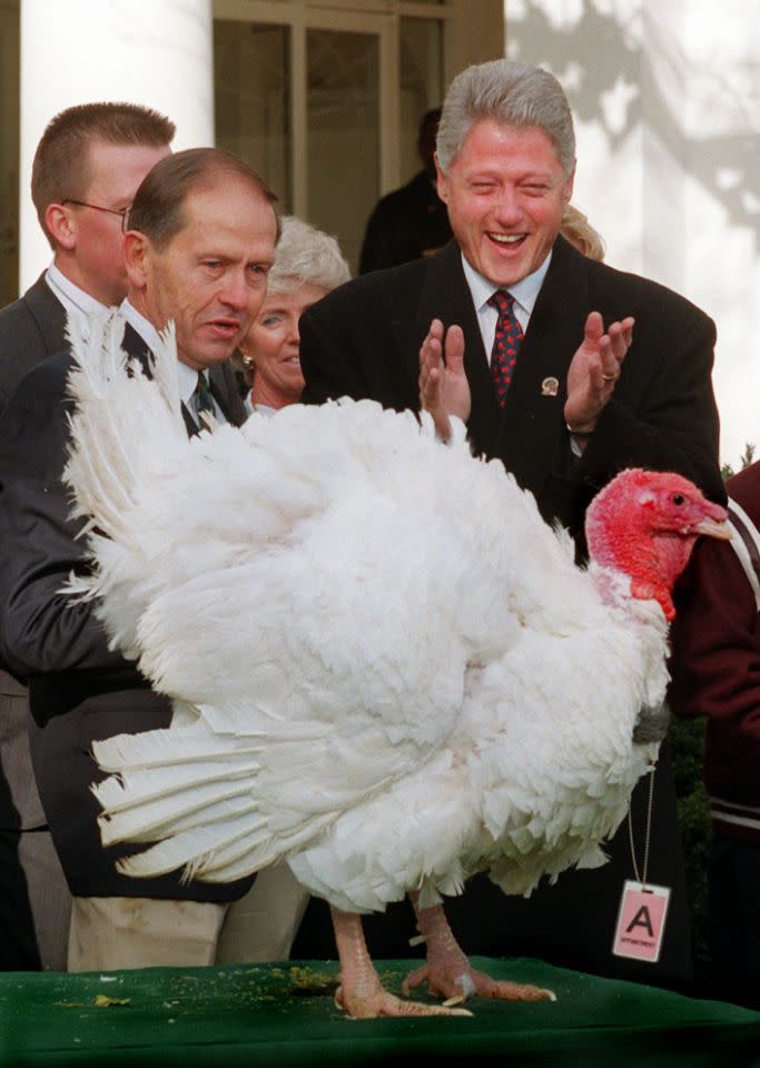 <p>President Bill Clinton, accompanied by Jim Cooper, chairman, National Turkey Federation, laughs while looking at Carl, a 35-pound turkey, wearing a White House visitors pass, which was presented to him at the White House Wednesday Nov. 27, 1996. After the ceremony, the president continued a tradition begun by President Harry Truman 49 years ago by pardoning the turkey and sending it off to life in a Virginia petting farm. (Photo: Doug Mills/AP) </p>