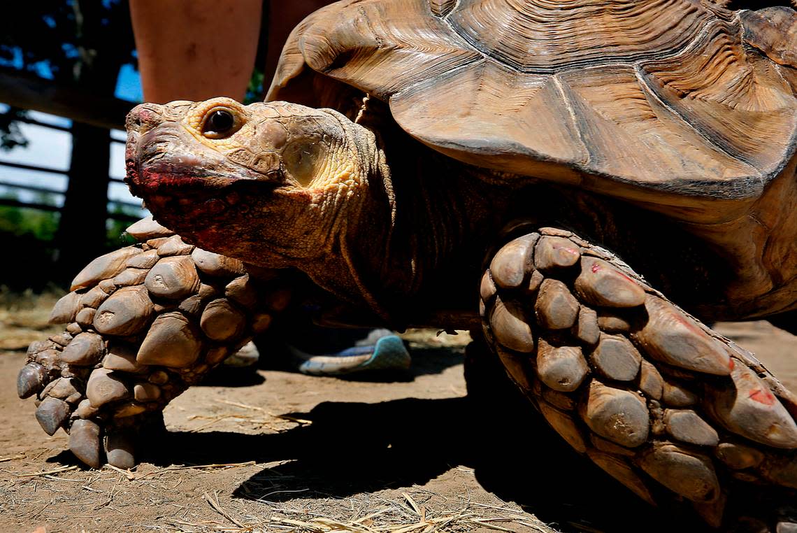 Gloria, a sulcata tortoise, roams around at recent community event in Richland for children and young adults with special needs. The large tortoise is very sociable and is a rescue at Northwest Tortoise. Gloria’s mouth is stained red from munching strawberries.