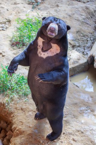 <p>Getty</p> A sun bear on its hind legs