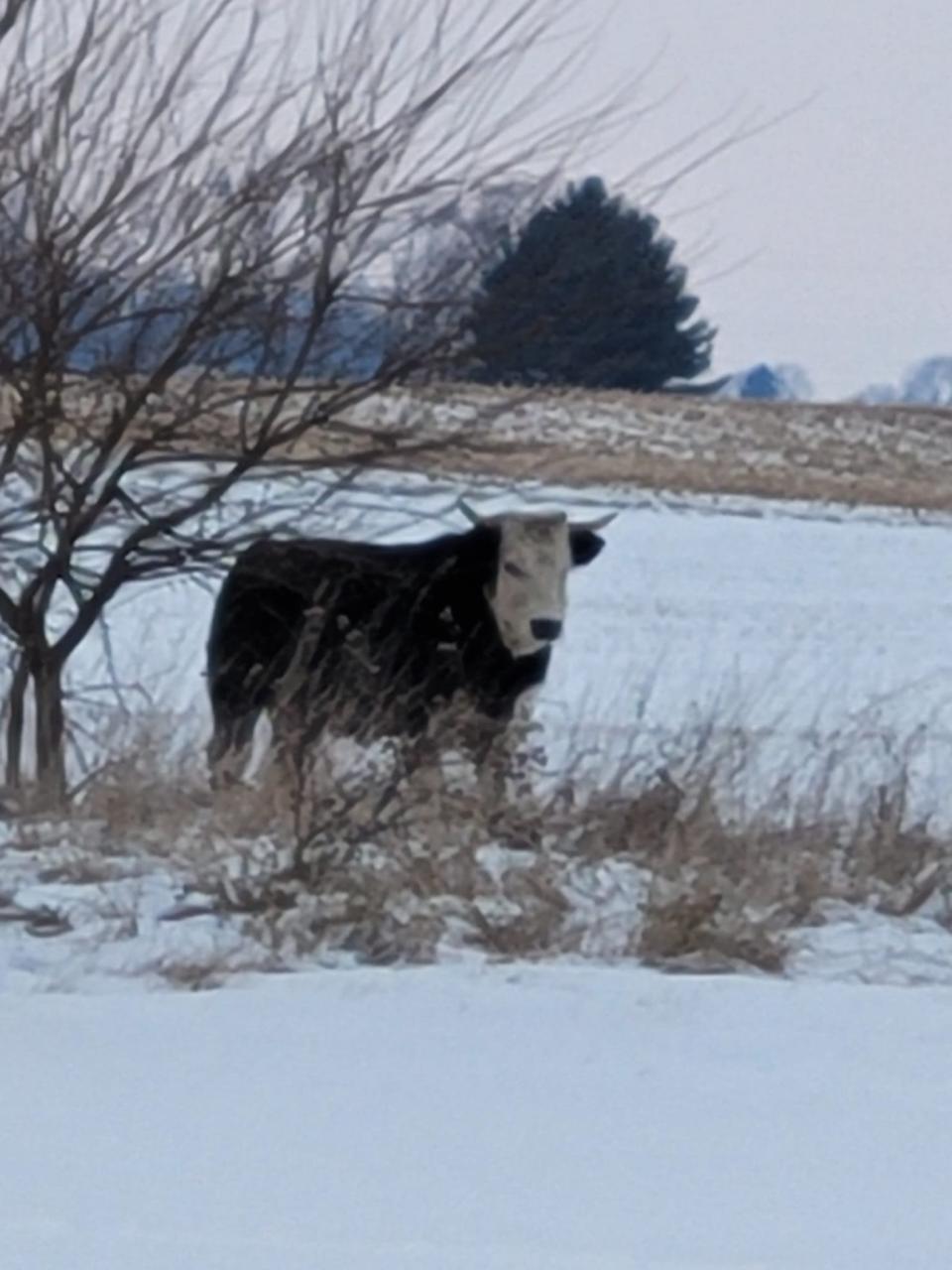 This owners of Glenville Packing are housing the bull temporarily while a search for its owners continues.