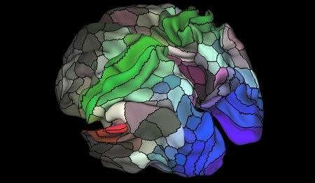 A 180-area multimodal human cortical parcellation on the left and right hemisphere surfaces of the human brain is pictured in this undated handout image. Matthew F. Glasser, David C. Van Essen/Handout via REUTERS