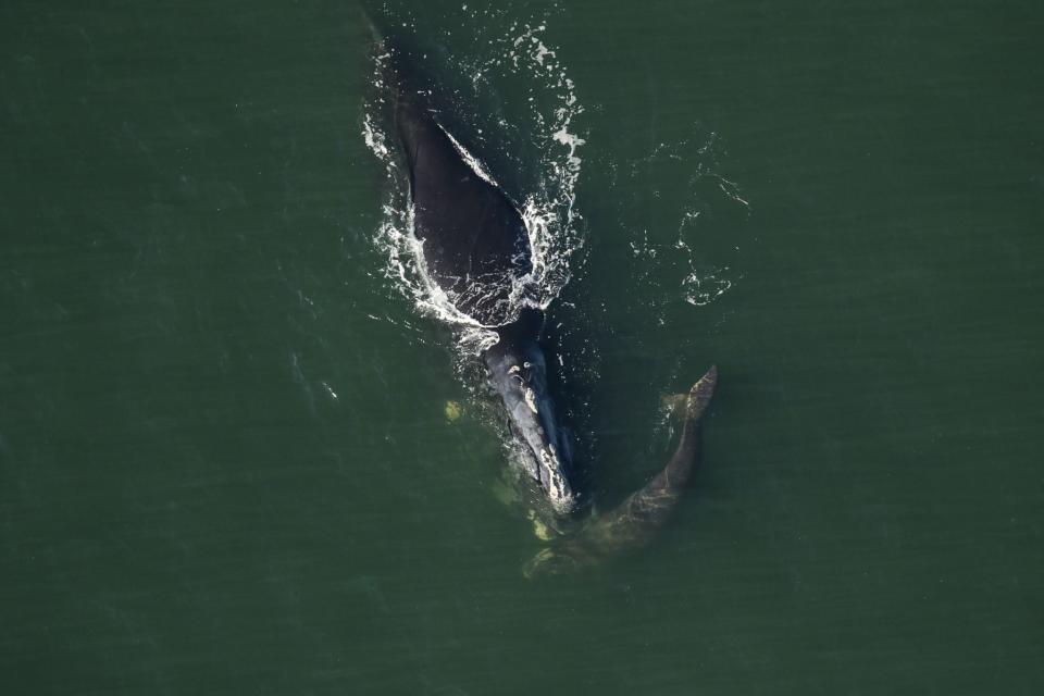 Image provided by the FWC Fish and Wildlife Research Center. Two newborn right whale calves were spotted NYE 2023, near Amelia Island and Nassau Sound.