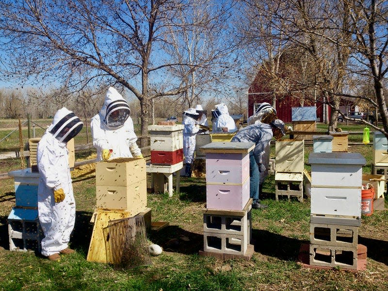 Holland Area Beekeepers Association members check on hives while wearing protective gear, as recommended for all in-person event participants.