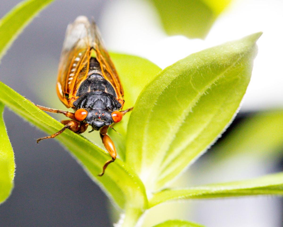 For first time in 221 years, two cicada broods to emerge in Indiana