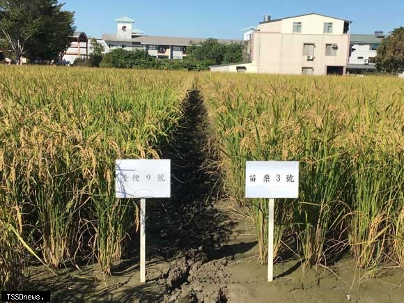 水稻苗栗3號田間生育情形，顯示苗栗3號植株直立，株型良好。(圖：苗栗農改場提供)