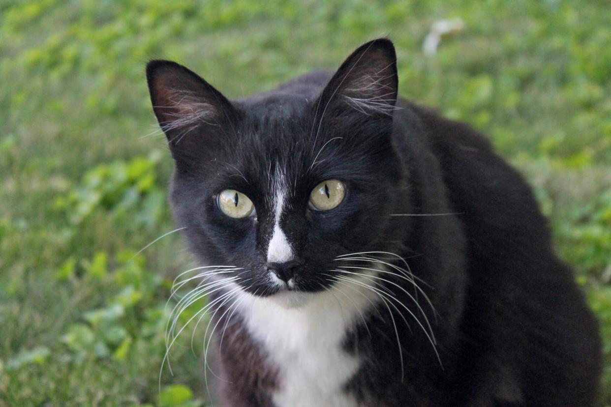 tuxedo cat that chased a coyote