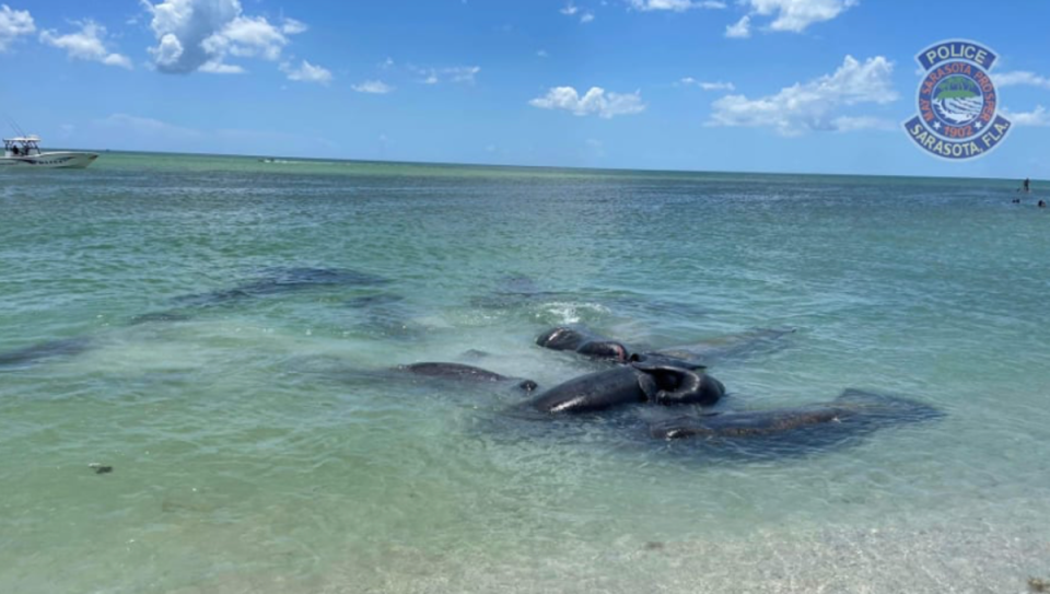 Police in Florida are begging people to stop interrupting manatees while they’re having sex (Sarasota Police Department)