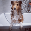 <p>Harvey looks like he's having a great time! </p><p>Matt explains that when you're showering your dog, the temperature should always be lukewarm. "Being able to comfortably run the water over your forearm is a sign the temperature is exactly right."<br></p>