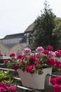 <p>When given proper care, geraniums can achieve record-breaking size. There have even been reports of specimens that have supposedly achieved heights of five metres or a circumference of more than 10 metres. Probably not for your average window box then...</p>