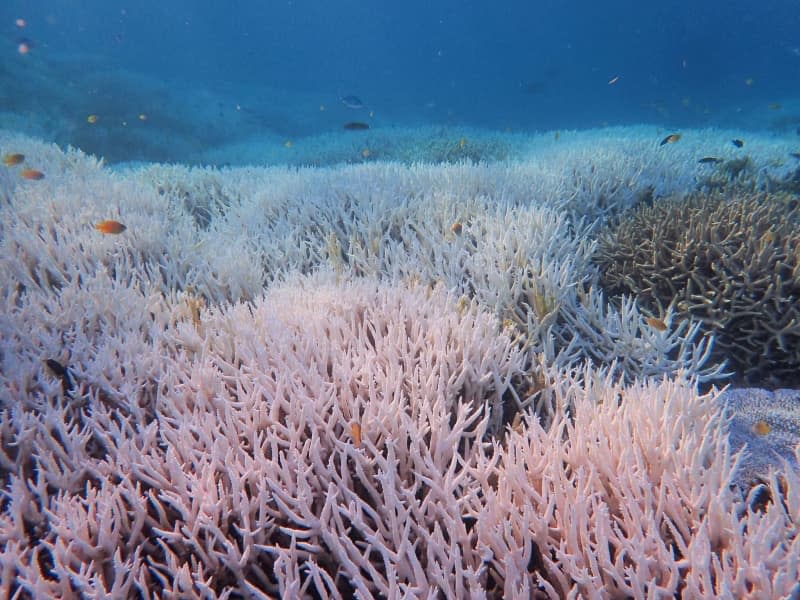 Bleached corals stand near Heron Island off Queensland. In the Great Barrier Reef, the latest images show severe coral bleaching, with damage over a length of more than 1100 km. Diana Kleine/Divers for Climate via AAP/dpa