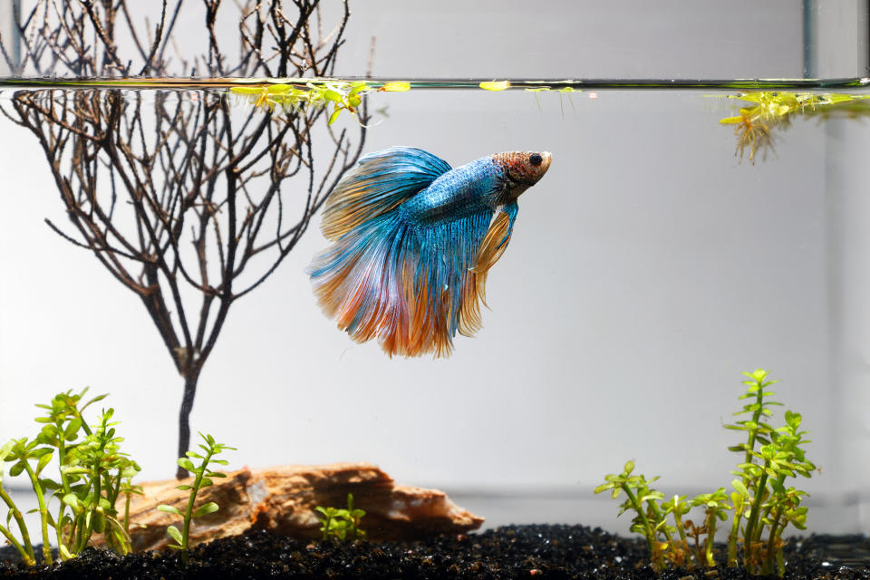 A stock image of a betta fish swimming in a tank