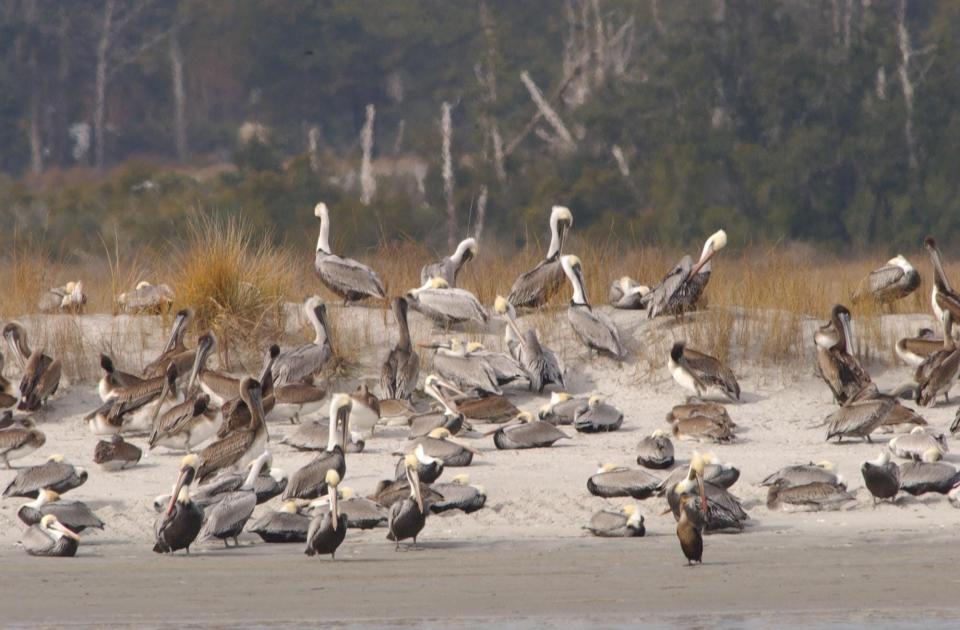 A large group of Pelicans and other birds roost along the shoreline near the southern end of Figure Eight Island.