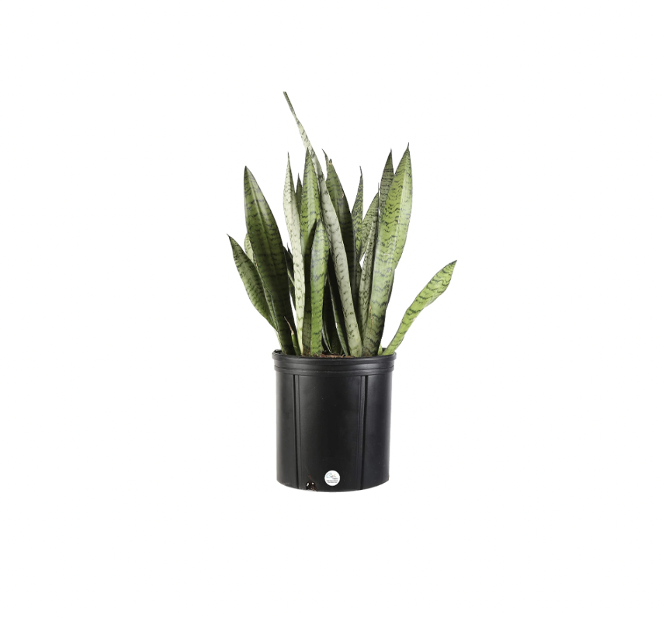 10) Sansevieria, Snake Live Plant