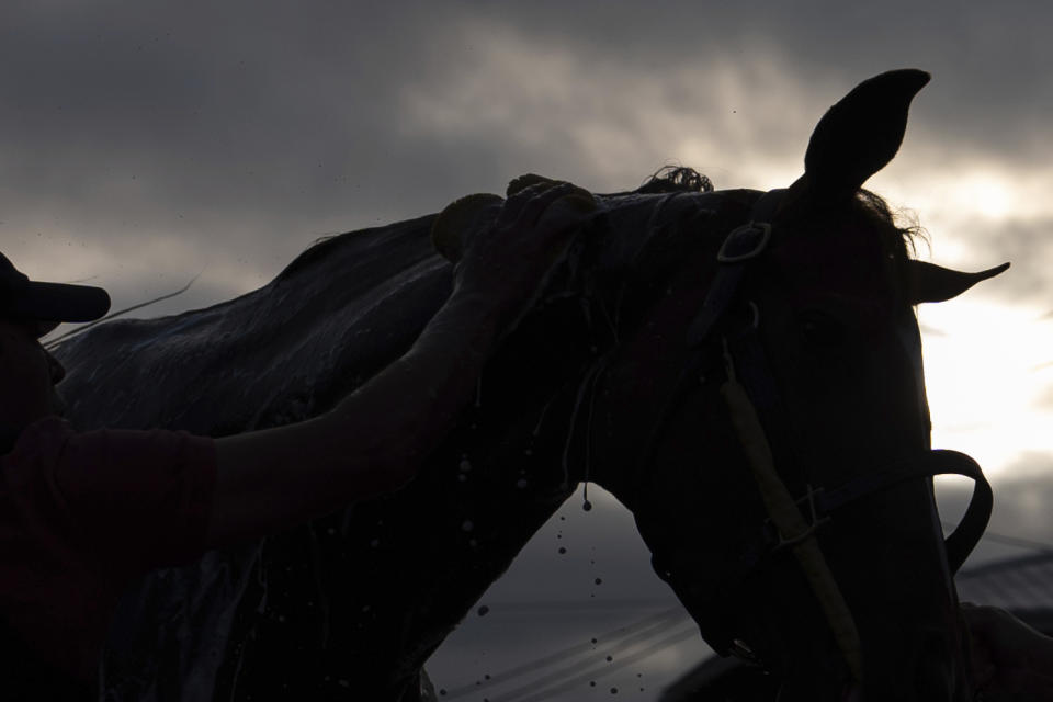 Gun Song is bathed ahead of the 149th running of the Preakness Stakes horse race at Pimlico Race Course, Friday, May 17, 2024, in Baltimore. (AP Photo/Julia Nikhinson)