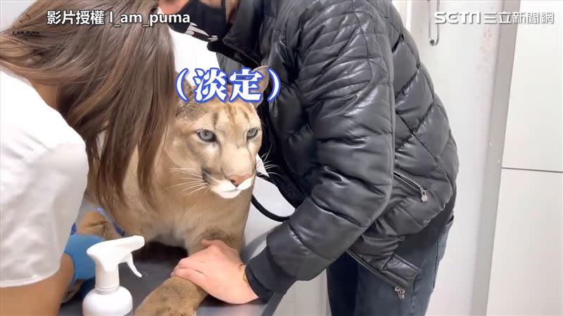 梅西淡定面對抽血與打針。（圖／I_am_puma YouTube授權）