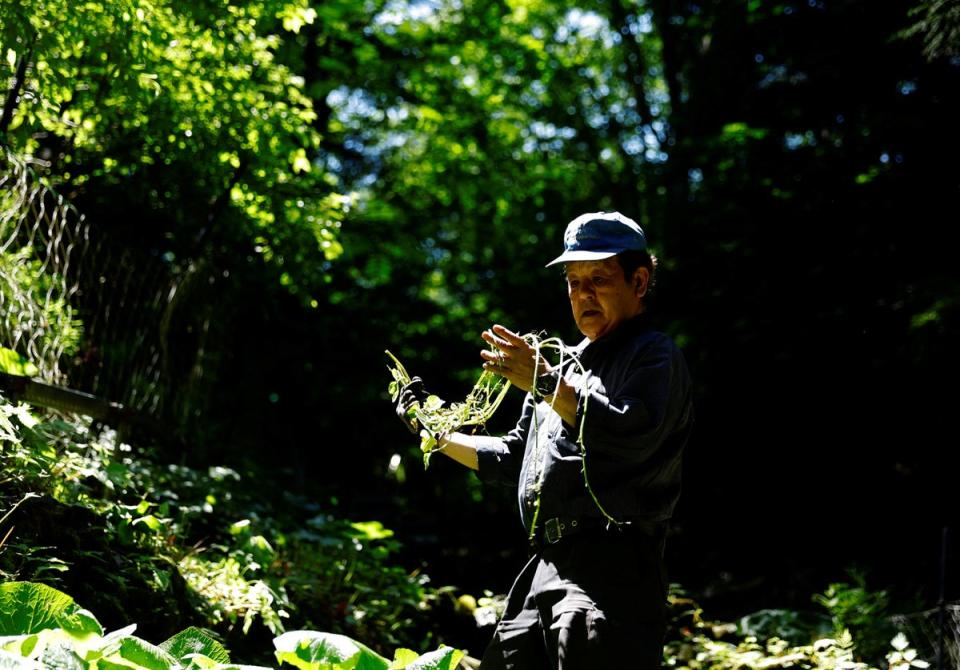 Wasabi farmer Masahiro Hoshina, looks at wasabi seeds to check their growth pace in his farm in Okutama town, Tokyo (Reuters)