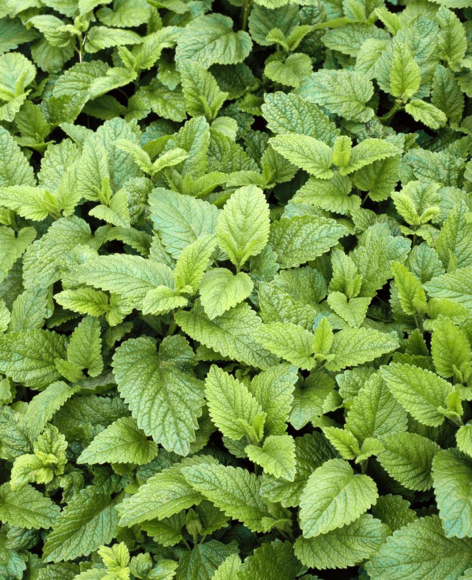 <p>The lemon balm plant (Melissa officinalis) is a member of the mint family, which comes with a beautiful lemony aroma. It has traditionally been used to improve cognition as well as reduce stress and anxiety. Studies have shown that supplementation with lemon balm may help to induce a sense of calmness which may be of benefit for those struggling with anxiety.</p><p><strong>How to use</strong> It is important to note that much of the research around lemon balm has been conducted on concentrated extracts incorporated into supplements, or via inhalation of the essential oil. Despite this, lemon balm leaves have been used in traditional medicine for over 2,000 years and can be easily incorporated in teas, potpourris, cocktails, cooking, salads and anything you think will benefit form a herbal lemony flavour.</p><p><a class="link " href="https://www.waitrosegarden.com/plants/_/melissa-officinalis/classid.1000000202/" rel="nofollow noopener" target="_blank" data-ylk="slk:BUY NOW;elm:context_link;itc:0;sec:content-canvas">BUY NOW</a></p>