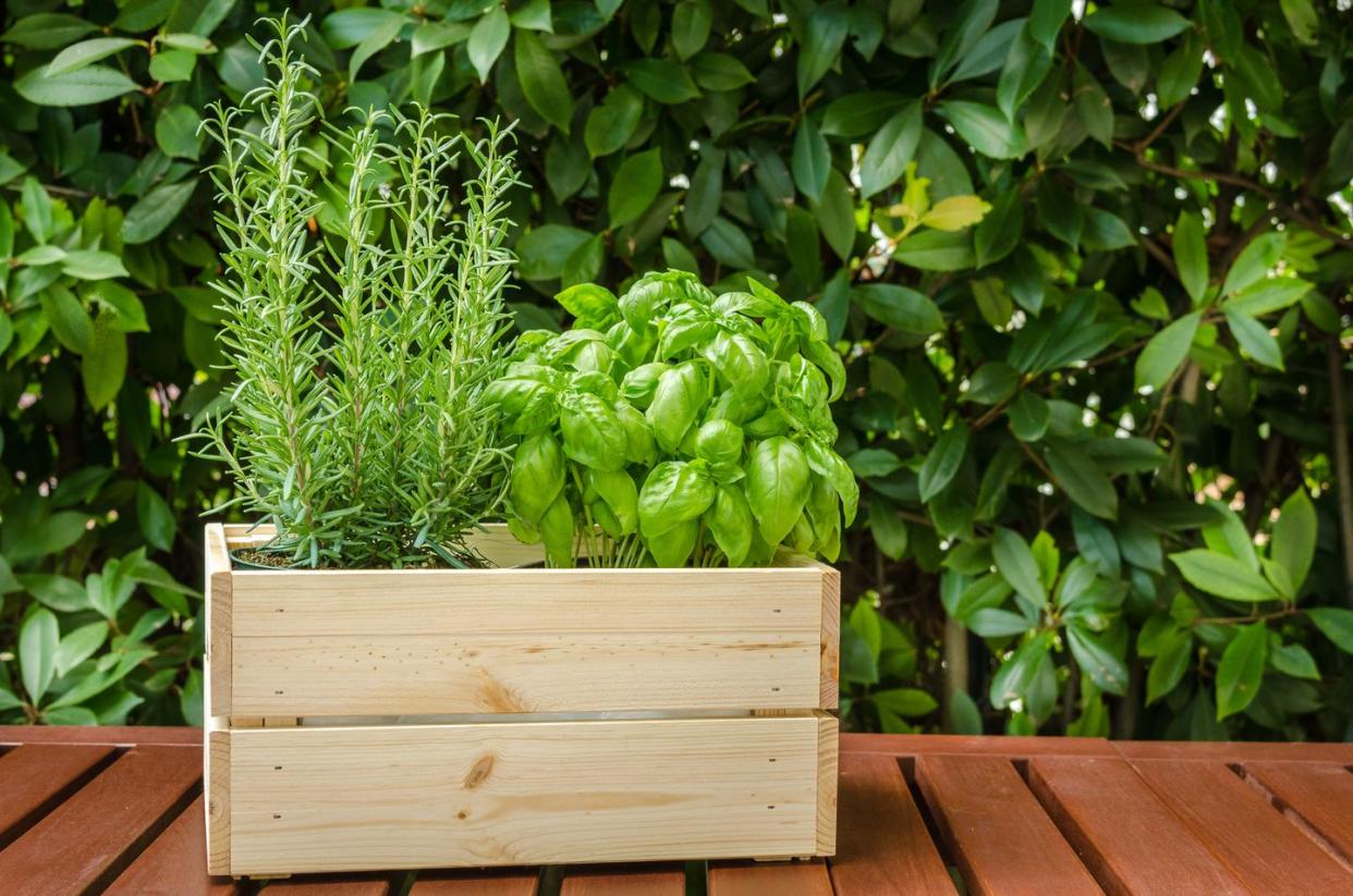 container gardening vegetables herbs