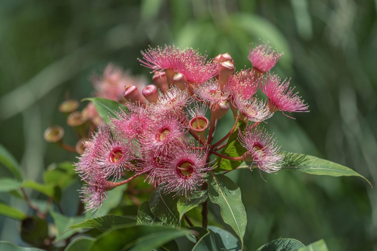 eucalyptus gum tree blossom