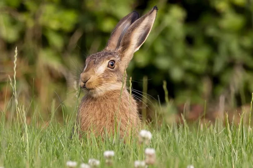 Hare in long grass