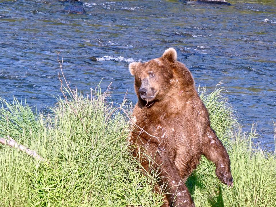 Bear 747 on July 3, 2019.