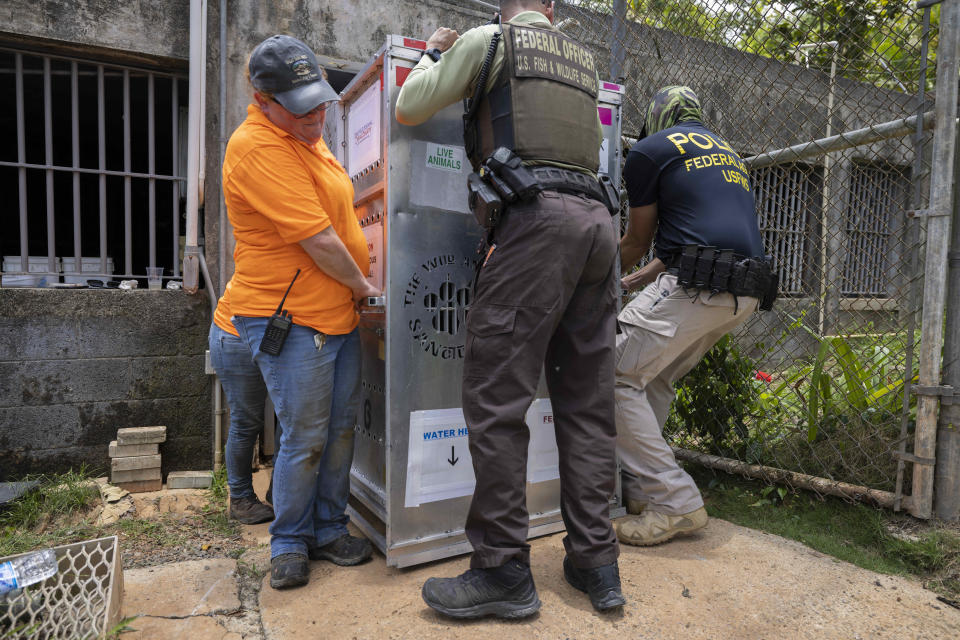 Wild Animal Sanctuary crew members transport a lion from Puerto Rico's only zoo, in Mayaguez, Puerto Rico, Friday, April 28, 2023. Puerto Rico is closing the U.S. territory's only zoo following years of suspected neglect, a lack of resources and deaths of animals that were highlighted by activists. Most of the animals are being transferred to The Wild Animal Sanctuary in Colorado. (AP Photo/Alejandro Granadillo)