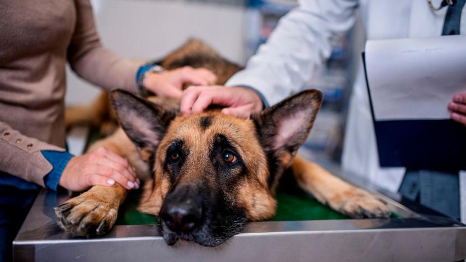 PHOTO: A veterinarian examining a German Shepherd dog. (STOCK PHOTO/Getty Images)