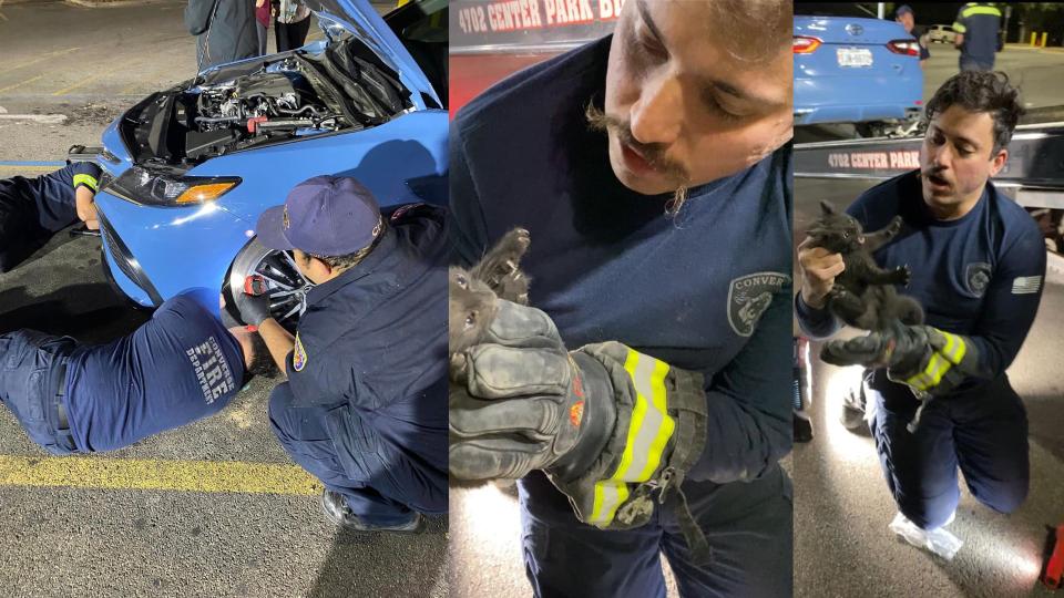 Kitten Plays Hide And Seek In Several Cars