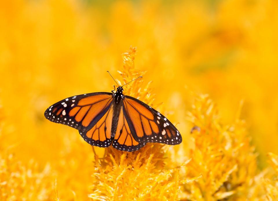 <p><strong>Monarch Butterfly<br><br></strong>The Land of 10,000 Lakes picked the monarch to rule its insect kingdom in 2000. </p>