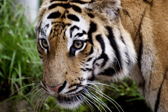 tiger mauls mate at san diego zoo, stock image