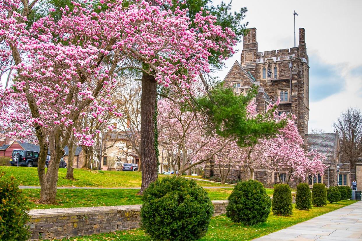 Princeton, USA - April 07, 2019: Princeton University landscape. Spring in Princeton garden with pink trees in blossom. Historic street of old american university.