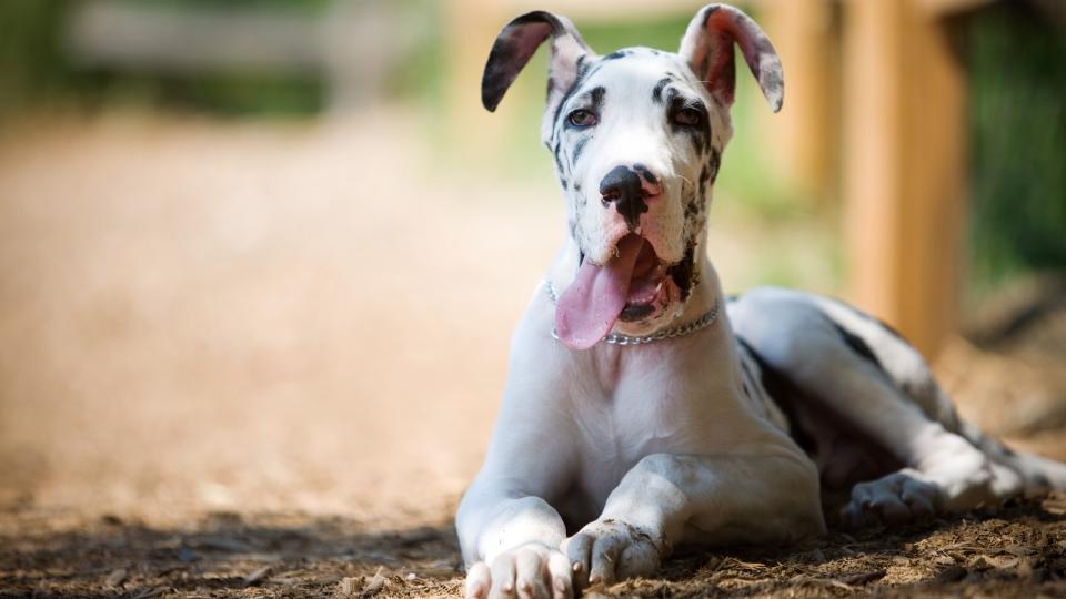 Great Dane facts: Great Dane puppy sitting outside