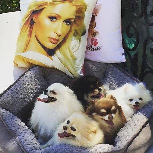 paris hilton dogs on bed surrounded by paris hilton pillows