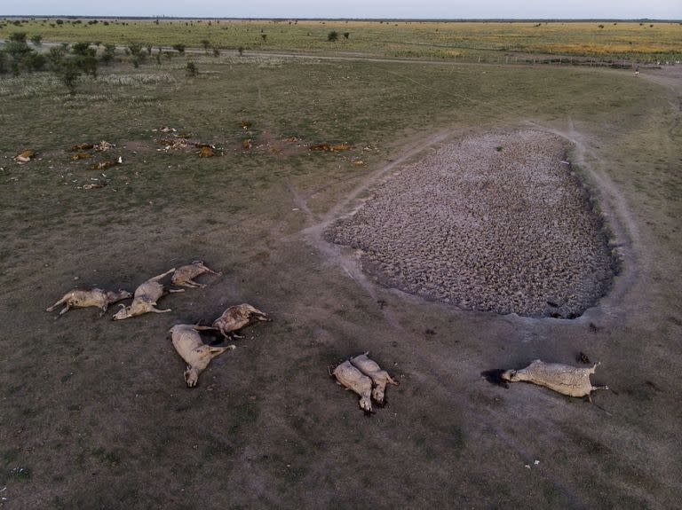 Sequía; sequía en tostado; sequía en Santa Fe; vacas muertas; animales Muertos; localidad de Pozo; pozo; Santa fe; Campo; fotos de caMPO; ECONOMÍA; COMUNIDAD DE NEGOCIOS