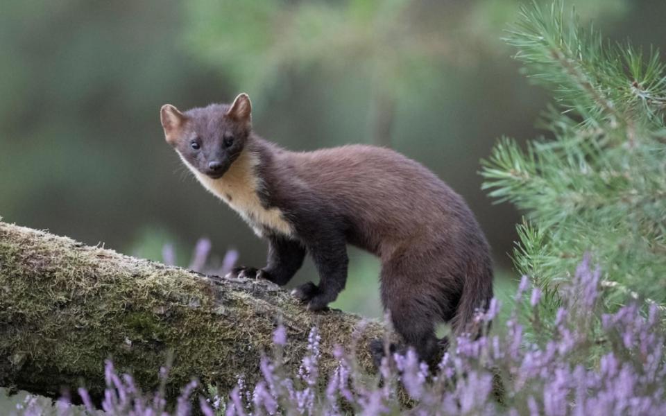 Pine martens are among the charming creatures to spot in the highlands - Getty