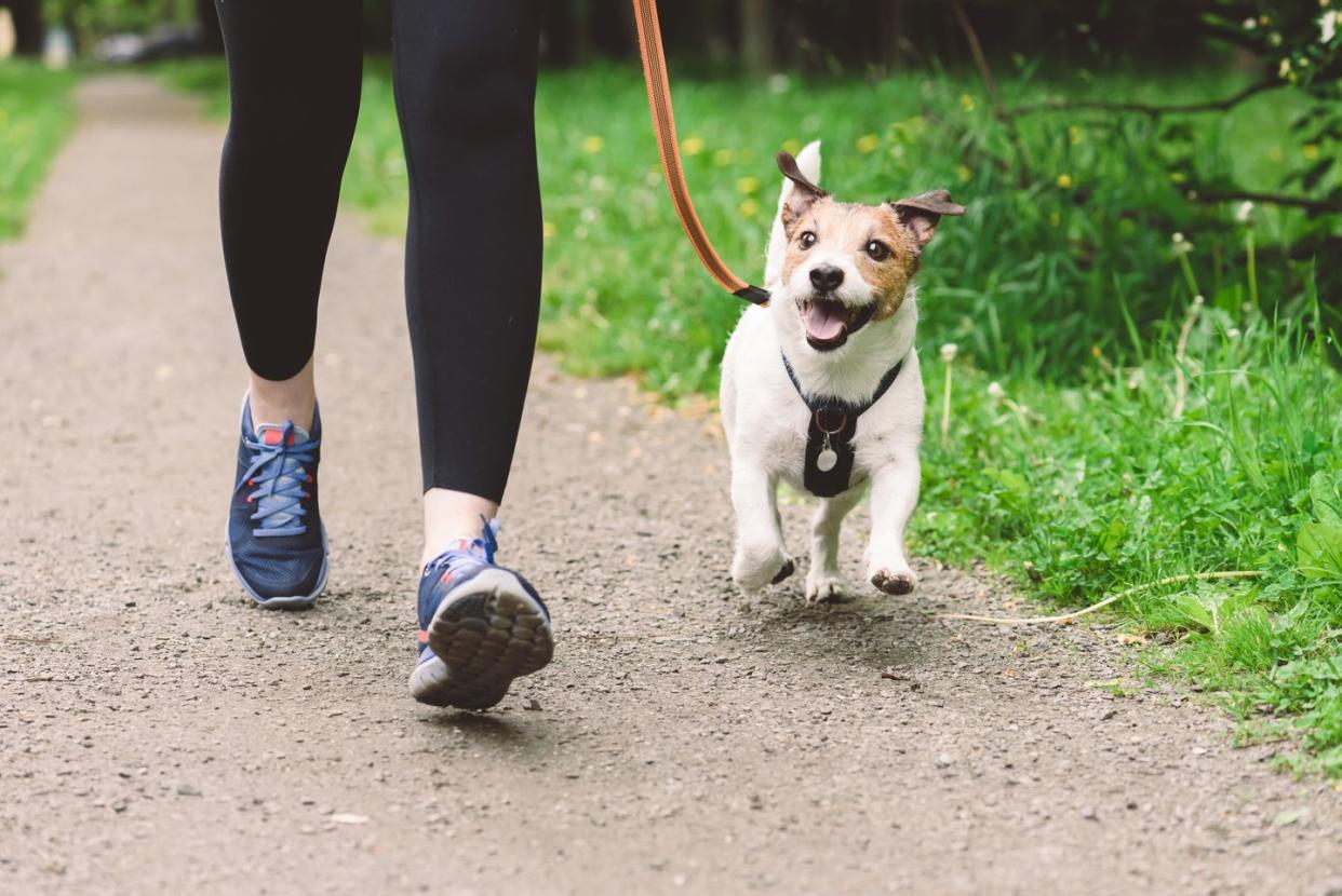 jack russell terrier dog on leash running with owner