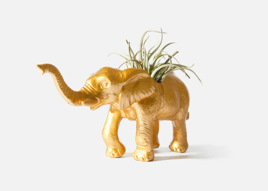 Golden Elephant Air Plant