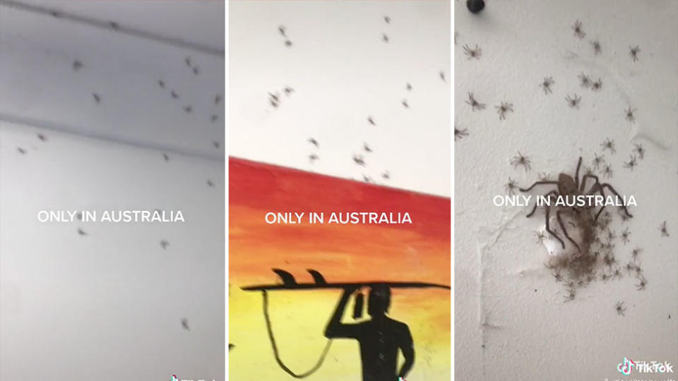 A TikTok video shows a female huntsman and her baby spiders behind a painting in an Australian home. Source: TikTok/jordiistaheyeff