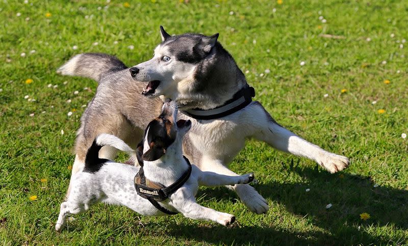 傑克羅素犬體型相當小，但為了保護主人牠勇敢挺身而出。（示意圖，非當事照／翻攝自pixabay）