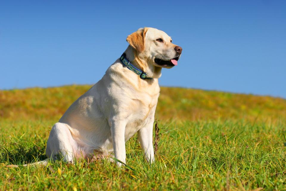 Comparing an English Lab vs. American lab, the former has a stockier build.