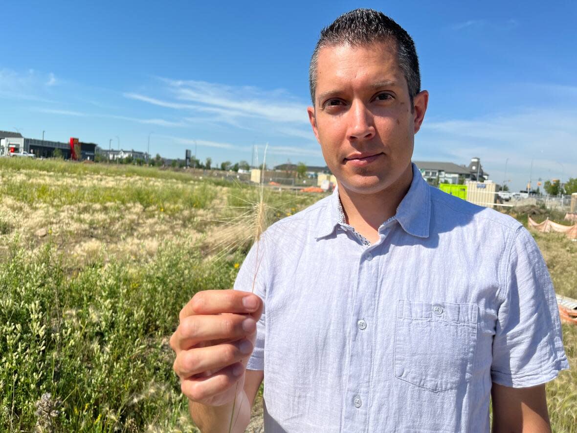 Evan Spencer, councillor for Ward 12, says dog owners should check their pets' fur, nose and paws after a walk to make sure there's no foxtail barley stuck in those areas. (Paula Duhatschek/CBC - image credit)