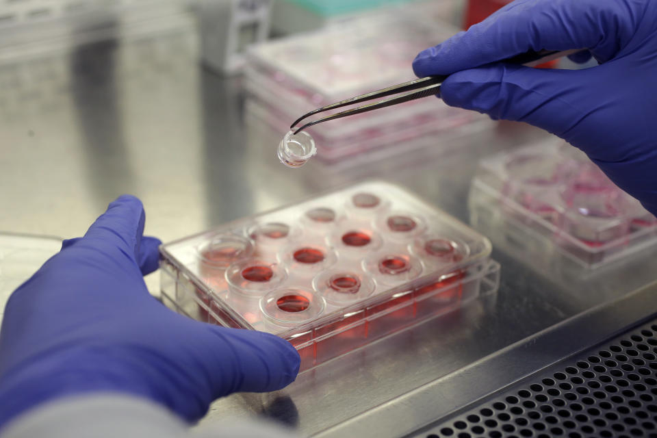 In this Wednesday, Jan. 15, 2020, photo, scientist and study director Jennifer Molignano transfers a sample of living human skin tissue, grown on a porous membrane inside a plastic insert, to a culture plate with fresh medium, a dark pink solution that provides nutrition to the tissue, while demonstrating an experiment created to evaluate the effects of exposing human skin to commercially available skin care products, at a MatTek Corporation lab, in Ashland, Mass. (AP Photo/Steven Senne)