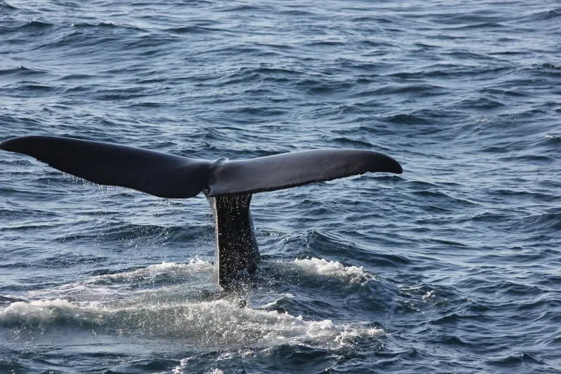 ▲抹香鯨能透過呼吸系統擠壓空氣，在水下發出聲音相互溝通，最新研究發現，鯨魚們利用這些聲音的方式有點類似人類的「字母」，透過每個聲音代表的字母，進一步組成單字而成為所謂的「鯨魚語言」。（示意圖／翻攝自Pixabay）